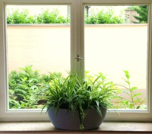 Final Fenster mit extra Pflanzen_1